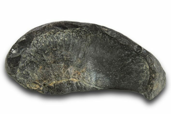 Huge, Fossil Whale Ear Bone - South Carolina #321085